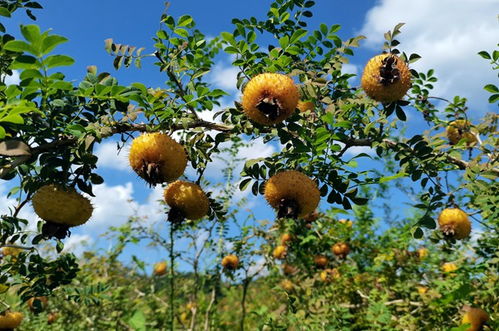《刺梨种植：揭秘新时代的“黄金果”种植技术》