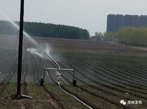 毛葱种植技术揭秘：如何实现高产高效？