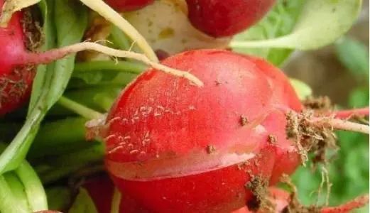 《红萝卜种植：揭秘高效益的秘密武器——技术篇》