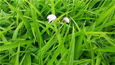 《白芨种植：揭秘高效益中药材的培育奥秘》