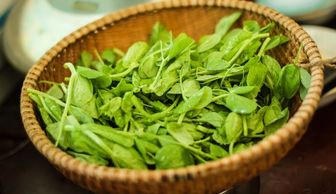 豌豆尖种植技术揭秘：如何让绿色黄金在田间茁壮成长？