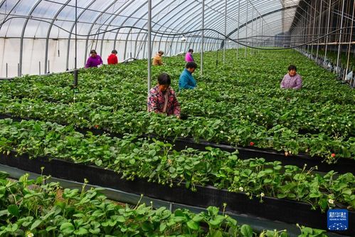 《大棚草莓种植技术揭秘：如何提高产量与品质？》