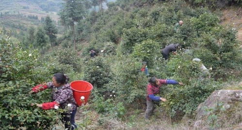 茶油种植新篇章：揭秘高效种植技术，助力产业升级