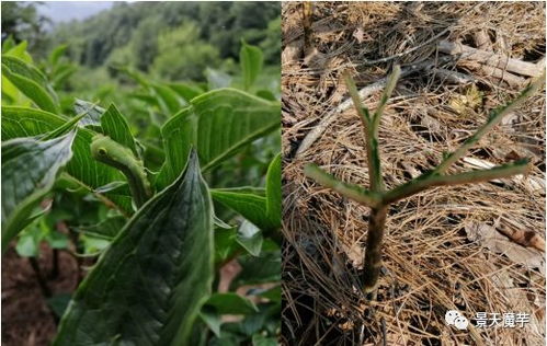 揭秘魔芋种植秘诀：从新手到专家的进阶之路