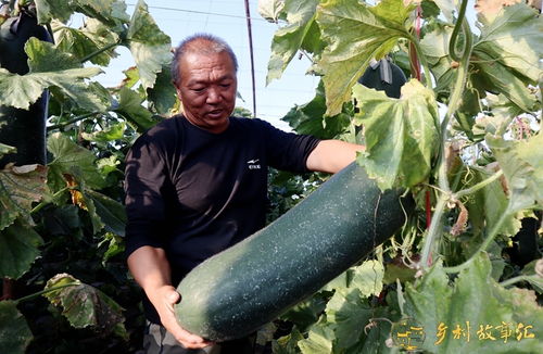 《揭秘冬瓜种植秘诀：如何提高产量与品质？》