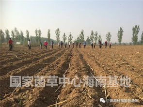 《巨菌草种植技术：绿色农业的未来之星？揭秘其高效种植之道！》