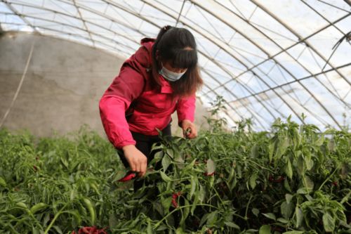 破解时令之迷：揭秘反季节蔬菜种植技术新篇章