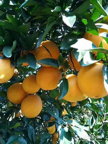 赣南脐橙种植技术揭秘：如何打造高品质“黄金果”？