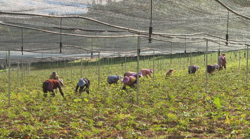 《绿色农业新时代：揭秘现代药材种植技术革新之路》