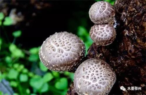 《香菇生产种植技术揭秘：如何提升产量与品质？》
