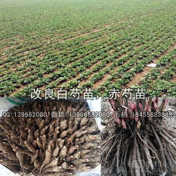 赤芍种植技术揭秘：如何培育优质药材，助力中医药产业发展？