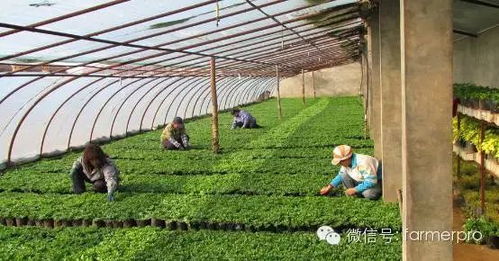大棚蔬菜种植技术革新：现状与未来展望