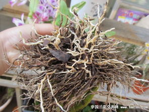 《金钗石斛：揭秘珍稀植物的种植秘籍，培育出天然珍品！》