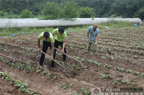 红薯种植技术揭秘：如何打造高产高效的红薯田？