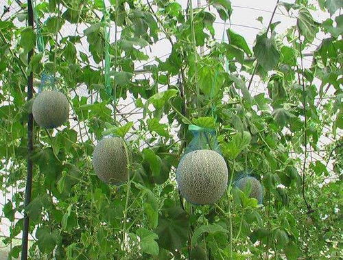 露天香瓜种植技术解析：揭秘高效产量的秘密