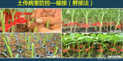 《番茄种植：揭秘高效管理之道，助您丰收满园！》