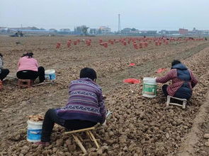 揭秘生地种植技术：如何让这片土地焕发生机？