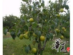 揭秘梨树种植技术：如何打造优质果品，提升产量与品质？