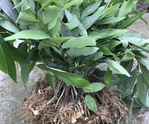 揭秘老虎姜种植技术：如何打造高效益的绿色农业？