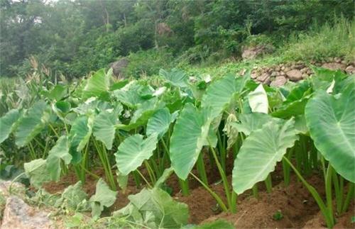 广东香芋种植技术解析：如何提升产量与品质？