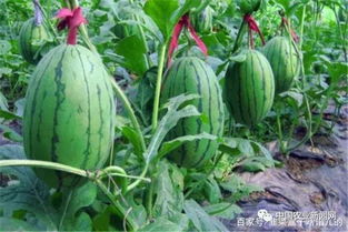 春西瓜种植攻略：揭秘高效生产秘诀