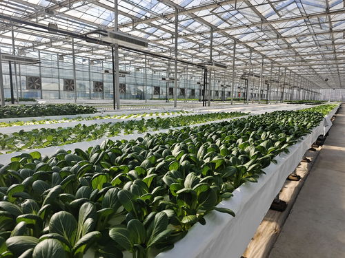绿色未来：揭秘农村蔬菜种植技术新篇章