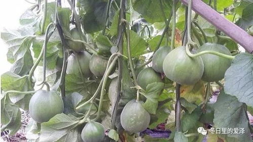揭秘薄皮甜瓜种植秘籍：如何打造口感与产量双赢？