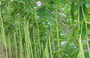《豆角种植大揭秘：视频教学，让您的豆角产量翻倍！》