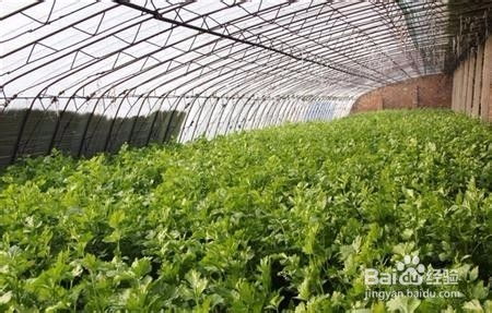 秋芹菜露天种植技术揭秘：如何提高产量与品质？