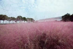 《粉黛乱子草种植攻略：如何打造一片金黄色的梦幻花海？》
