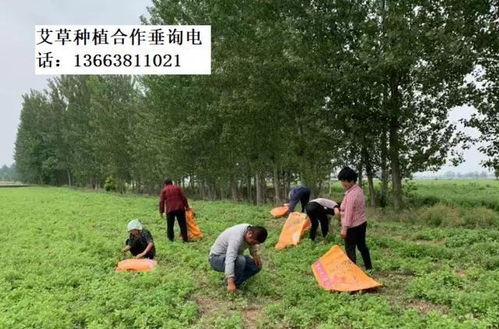 《艾蒿种植新篇章：揭秘自然疗愈植物的绿色种植奥秘》