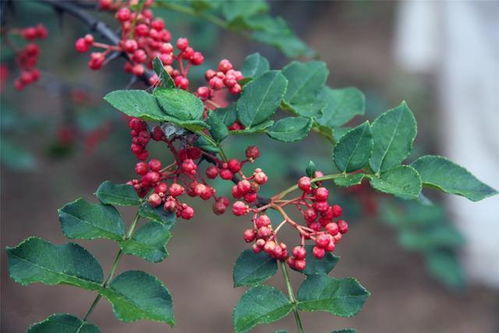 揭秘元胡种植技术：高效益背后的秘密