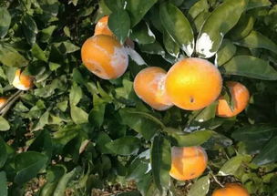 《茂谷柑种植技术大全：如何种出高品质果品？》