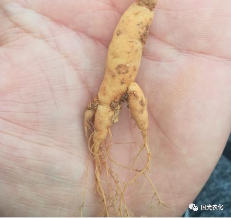 太子参种植技术揭秘：如何培育出高品质的“小人参”