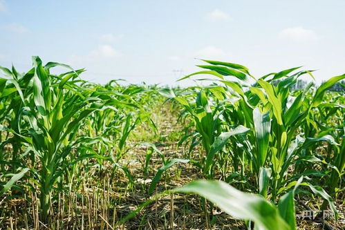 《玉米种植技术升级：揭秘高产高效之道》