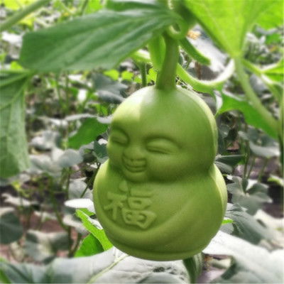 人参果苗种植技术揭秘：如何让“仙果”在田间绽放？