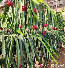 北方火龙果种植技术揭秘：如何让“热带果王”在寒地绽放？