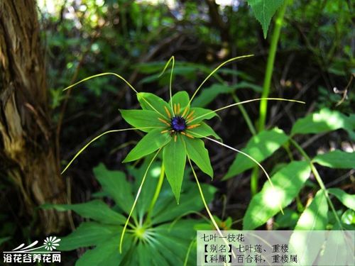 揭秘七叶一枝花：种植技艺与养护秘诀，让美丽绽放你的花园