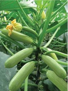《西葫芦种植：揭秘高效益的秘密武器，你准备好了吗？》