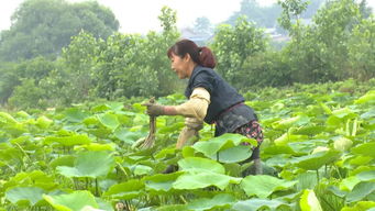 《揭秘藕带种植秘籍：如何打造高效益的藕田？》