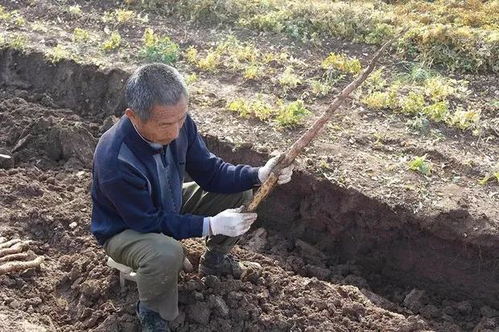 《铁棍山药的种植秘诀：从选种到收获的全程解析》