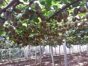 猕猴桃种植新革命：揭秘“智能灌溉”技术如何改变未来？