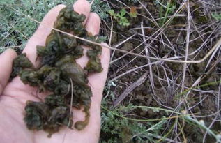 《地皮菜种植：揭秘高效益的“金叶子”种植技术》