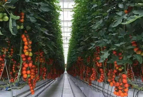 揭秘番茄树种植革命：绿色未来，您准备好了吗？