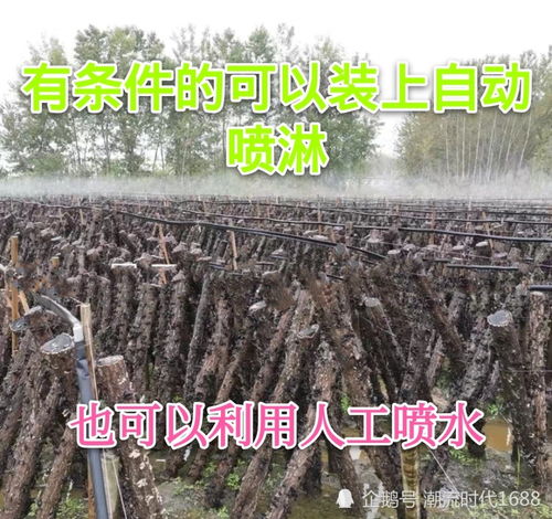 【深度解析】木耳种植技术视频解析：揭秘高效种植秘诀