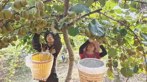 揭秘红阳猕猴桃种植秘籍：如何培育出高品质的“果中珍品”