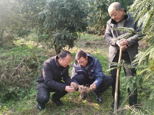 香榧种植：揭秘绿色黄金的培育奥秘