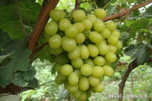 阳光玫瑰葡萄种植攻略：揭秘高品质葡萄的秘密