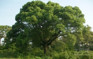 《香樟树种植技术揭秘：如何培育出茁壮的“绿巨人”？》