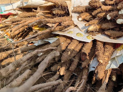 揭秘麻山药种植新趋势：高效技术助农增收